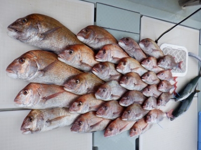 遊漁船 幸友丸 釣果