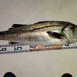 ルアー船マヒマヒ 釣果