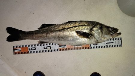 ルアー船マヒマヒ 釣果