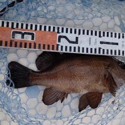 ルアー船マヒマヒ 釣果