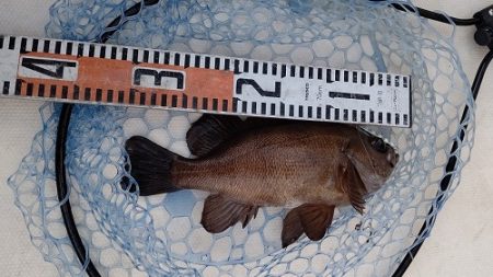 ルアー船マヒマヒ 釣果