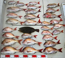 来温丸(らいおんまる) 釣果