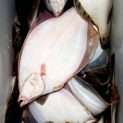 第八平成丸 釣果