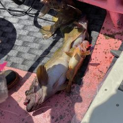 第八平成丸 釣果