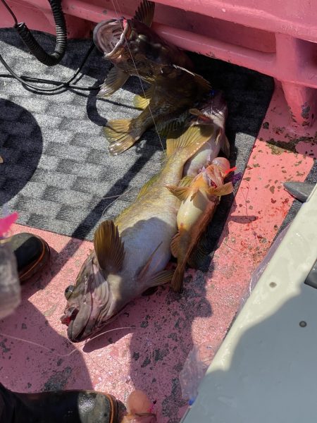 第八平成丸 釣果