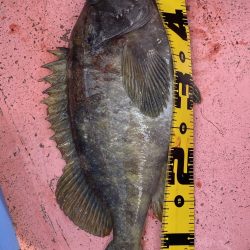 第八平成丸 釣果