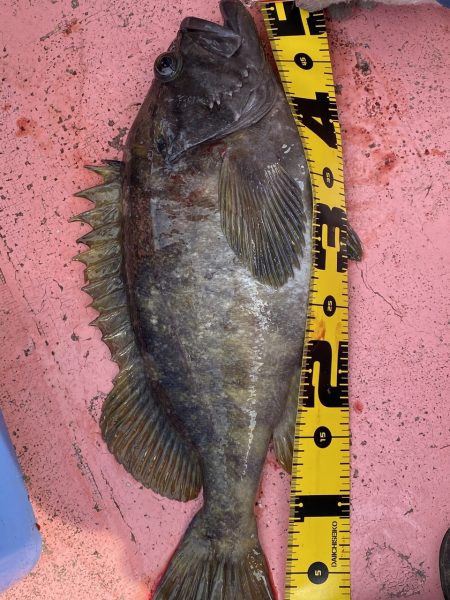 第八平成丸 釣果