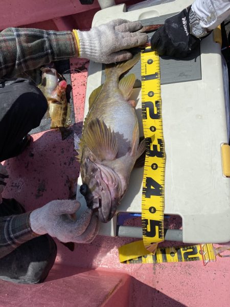 第八平成丸 釣果