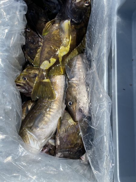 第八平成丸 釣果