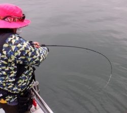 遊漁船 幸友丸 釣果