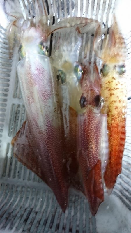 海龍丸（福岡） 釣果