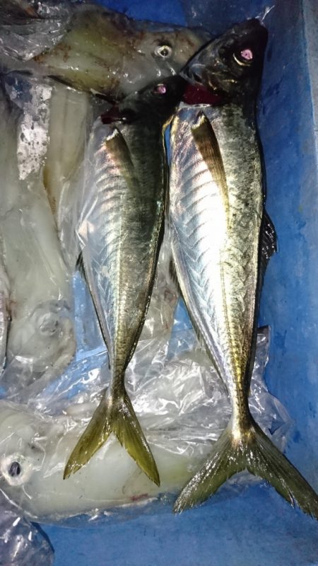 海龍丸（福岡） 釣果