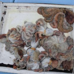 十八宝洋丸 釣果