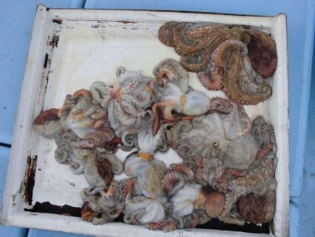 十八宝洋丸 釣果