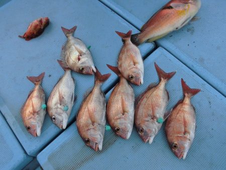 十八宝洋丸 釣果