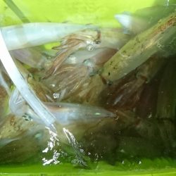 海龍丸（福岡） 釣果