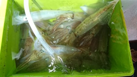 海龍丸（福岡） 釣果