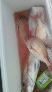 桃太郎丸 釣果
