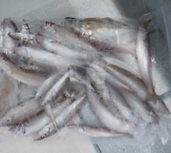 遊漁船 幸友丸 釣果