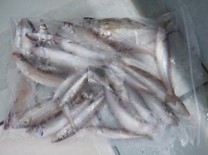 遊漁船 幸友丸 釣果