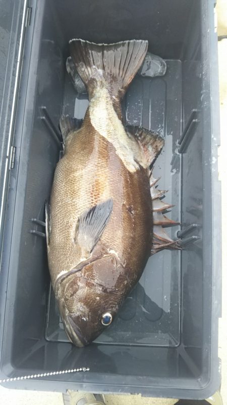 モンロー号 釣果