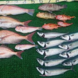 勇一丸 釣果