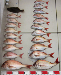 来温丸（らいおんまる） 釣果