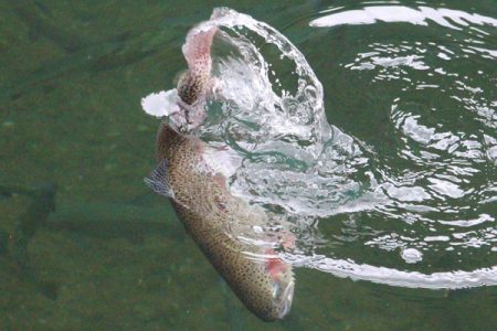 小菅トラウトガーデン 釣果