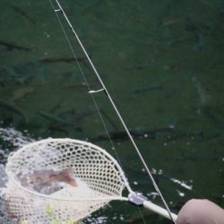 小菅トラウトガーデン 釣果