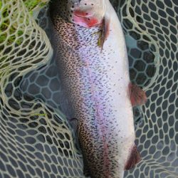 小菅トラウトガーデン 釣果