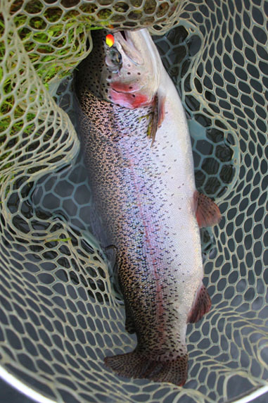 小菅トラウトガーデン 釣果