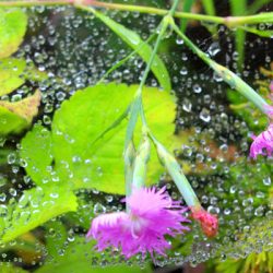 小菅トラウトガーデン 釣果