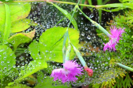 小菅トラウトガーデン 釣果