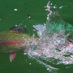 小菅トラウトガーデン 釣果