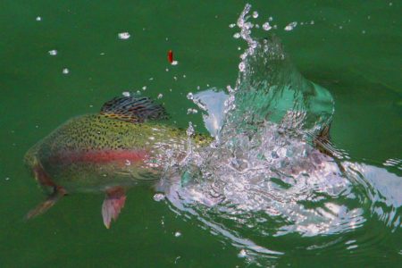 小菅トラウトガーデン 釣果