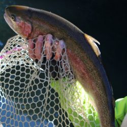 小菅トラウトガーデン 釣果