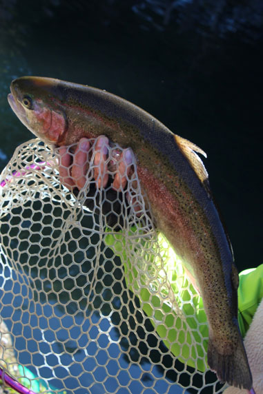 小菅トラウトガーデン 釣果