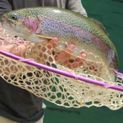 小菅トラウトガーデン 釣果