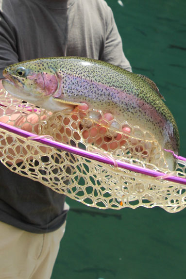 小菅トラウトガーデン 釣果