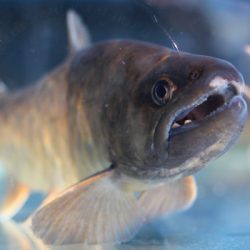 小菅トラウトガーデン 釣果