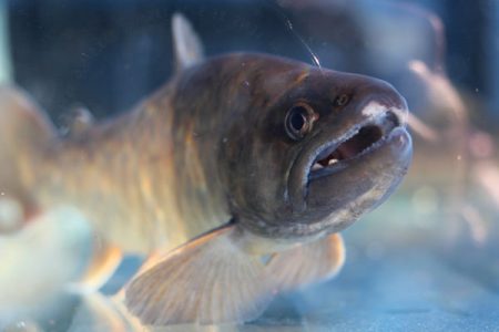 小菅トラウトガーデン 釣果