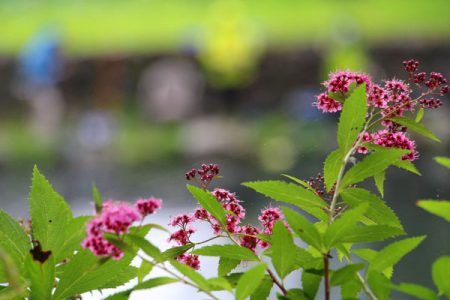 小菅トラウトガーデン 釣果