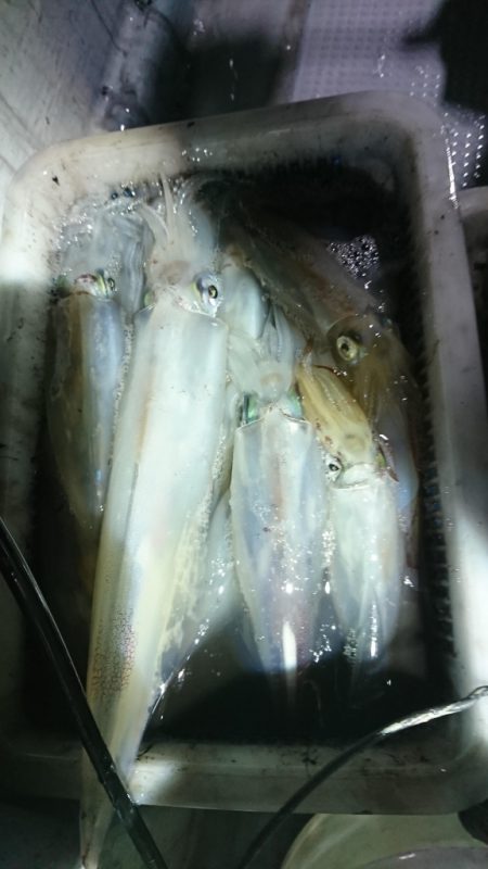 海龍丸（福岡） 釣果