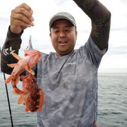 ブルーピア 釣果