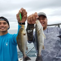 ブルーピア 釣果