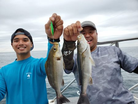 ブルーピア 釣果