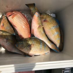 本部釣りイカダ 釣果