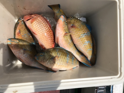 本部釣りイカダ 釣果