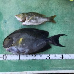 本部釣りイカダ 釣果