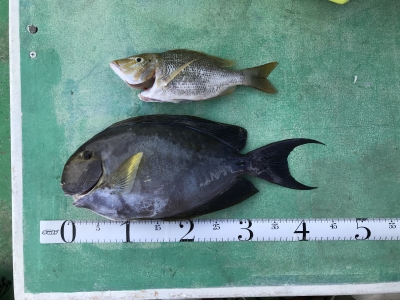 本部釣りイカダ 釣果